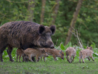 Streitfrage: Wiederansiedlung von Schwarzwild nach ASP