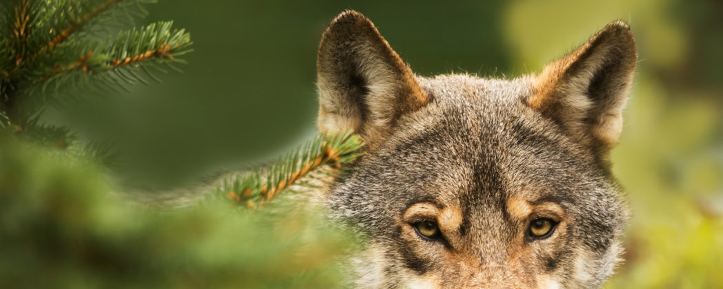Wolfsabschüsse in Hessen: Gericht macht den Weg frei