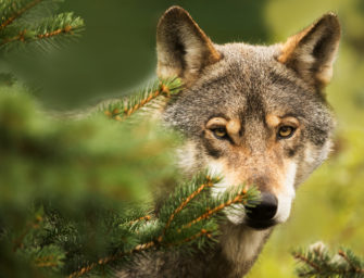 Wolfsabschüsse in Hessen: Gericht macht den Weg frei