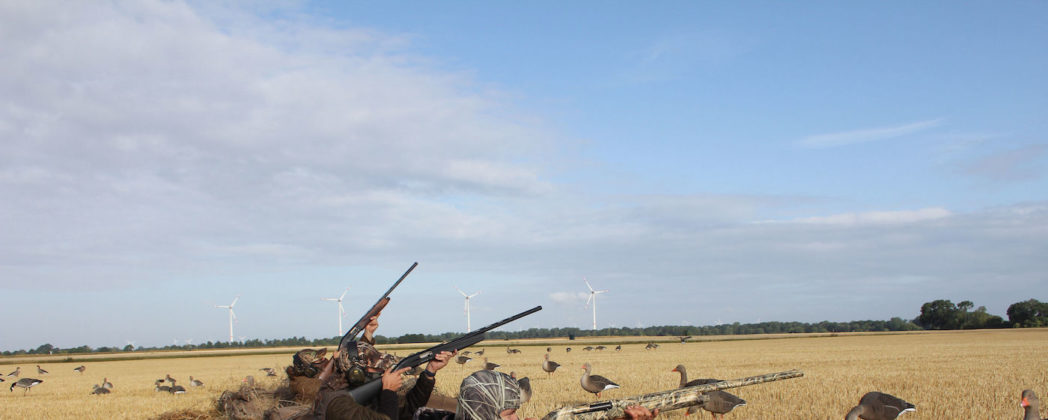 Nilgans im Anflug: So wird die Jagdzeit auf das Wild zum Erfolg