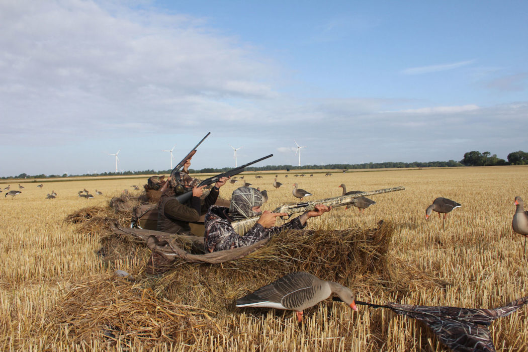 Gänsejagd auf der Stoppel