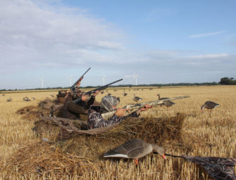 Nilgans im Anflug: So wird die Jagdzeit auf das Wild zum Erfolg