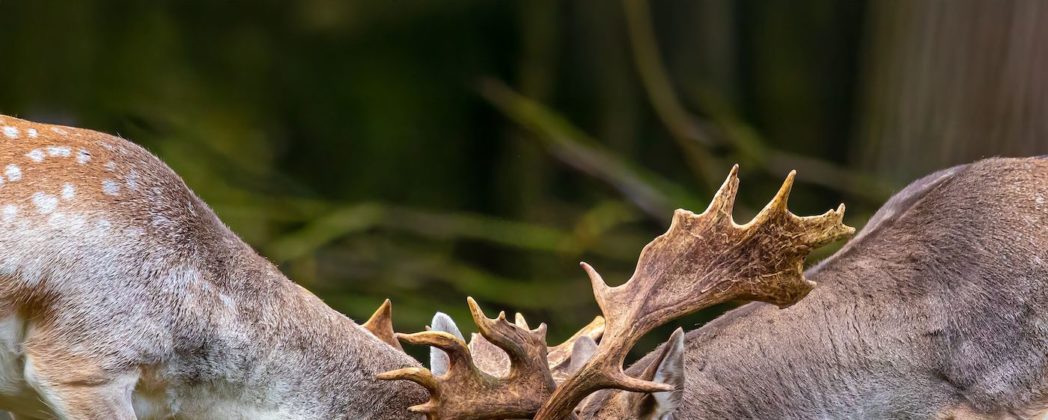 So lässt sich das Alter von einem Damhirsch bestimmen