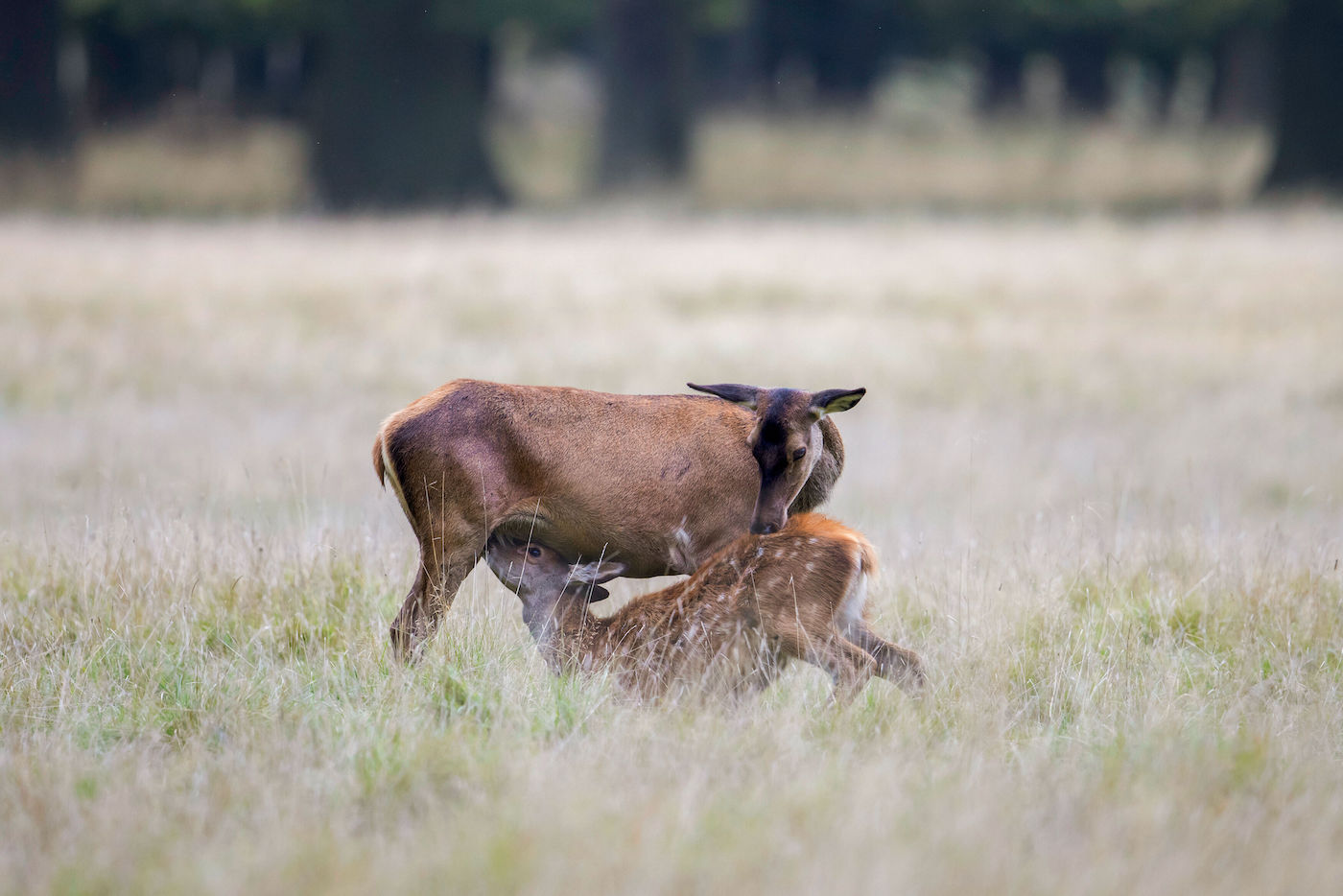 Rottier mit Kalb
