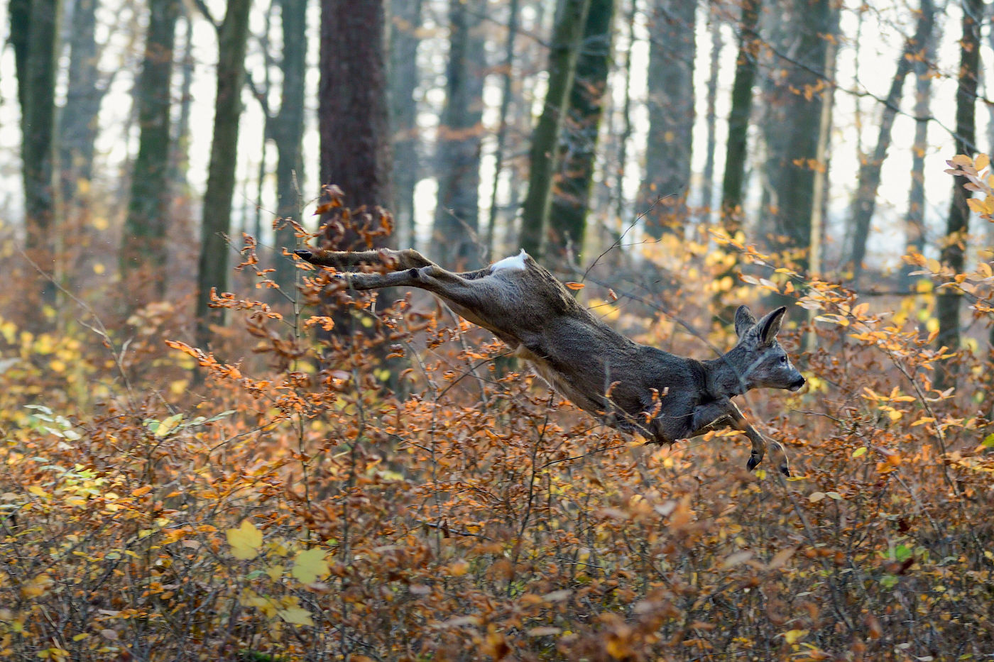 Reh springt duch Wald