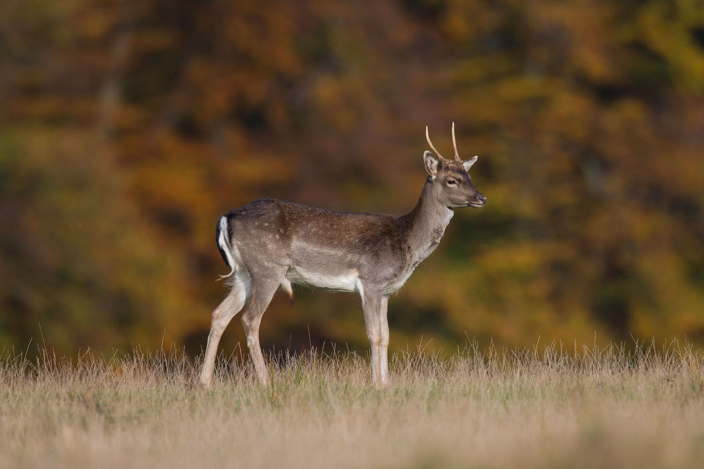 Damspiesser im Herbst