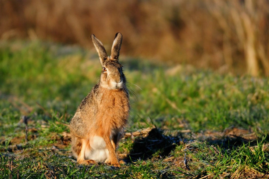 Hase auf Feld