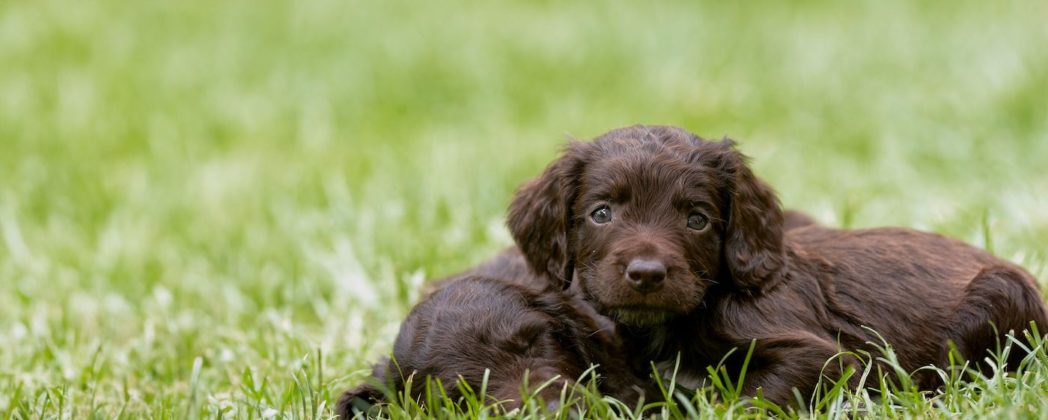 Kaufvertrag für den Hund: Darauf sollten Jäger unbedingt achten