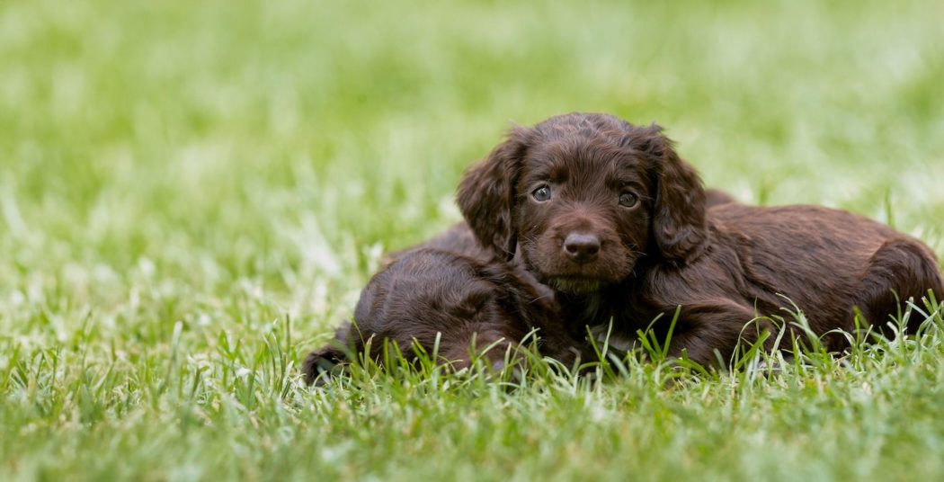 Süßer Welpe: Kaufvertrag Hund