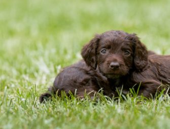 Kaufvertrag für den Hund: Darauf sollten Jäger unbedingt achten