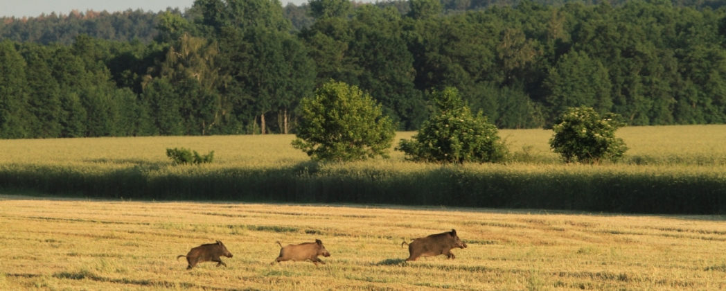 Erntejagd sicher durchführen: 12 Tipps für die Maisjagd