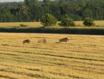 Erntejagd sicher durchführen: 12 Tipps für die Maisjagd