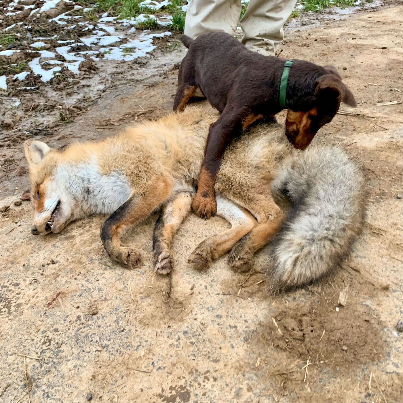 Hund spielt mit totem Fuchs