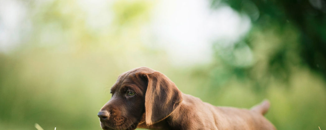 Jagdhunde für Anfänger: Darauf kommt es bei der Wahl an