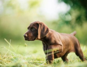 Jagdhunde für Anfänger: Darauf kommt es bei der Wahl an