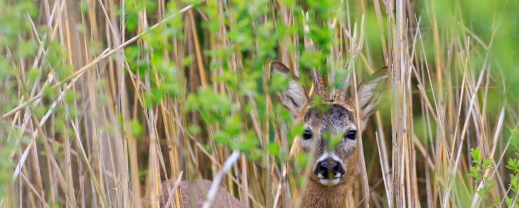 Dürre in Bayern: Wald und Wild leiden gleichermaßen