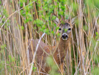 Dürre in Bayern: Wald und Wild leiden gleichermaßen