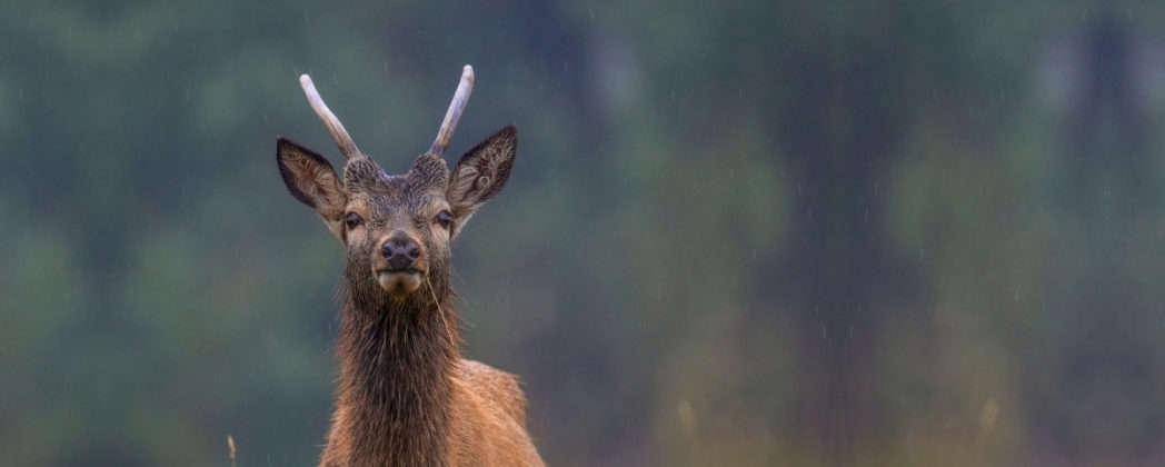 Tierschutz für unser Rotwild! Die Hoffnung stirbt zuletzt …