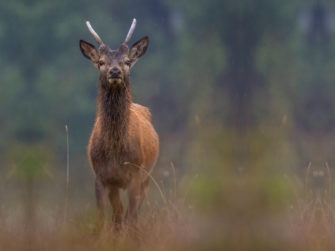 Tierschutz für unser Rotwild! Die Hoffnung stirbt zuletzt …