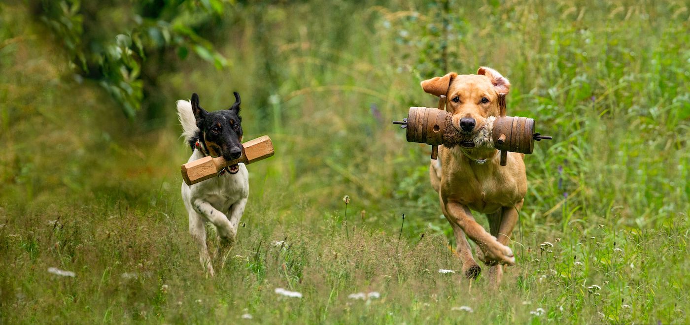 Jagdhunde für Anfänger apportieren