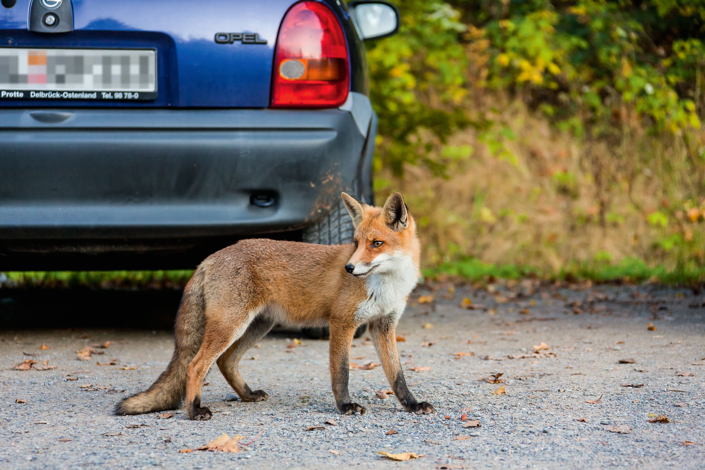 Fuchs in Stadt