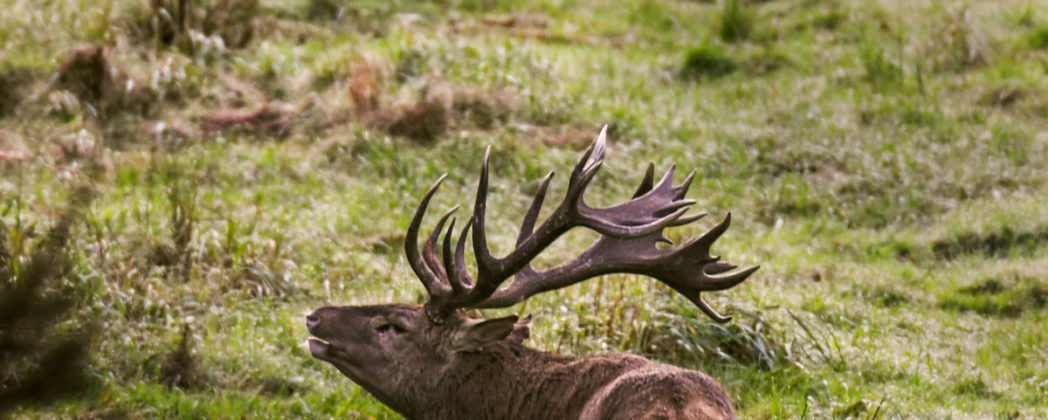 Rotwild und Wald: So kann die Balance gelingen