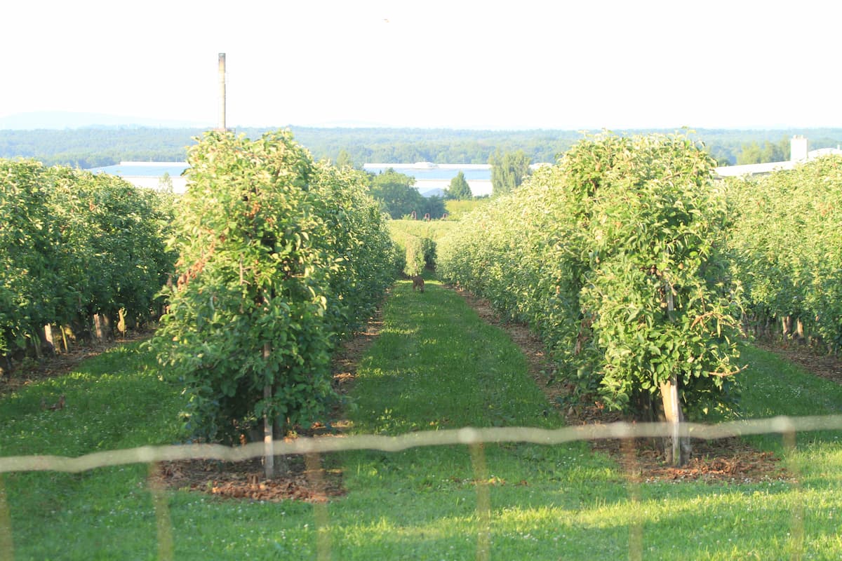 Plantage