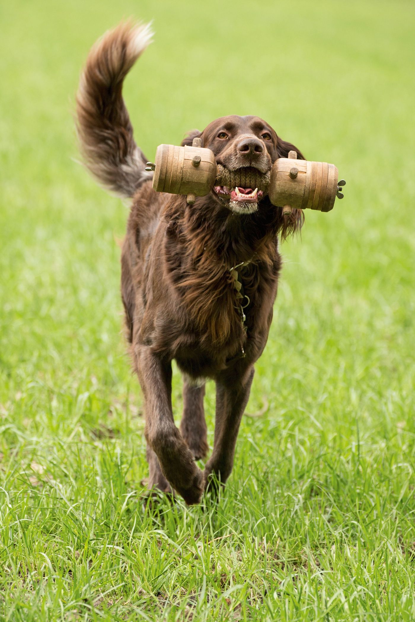 Hund apportiert Holz