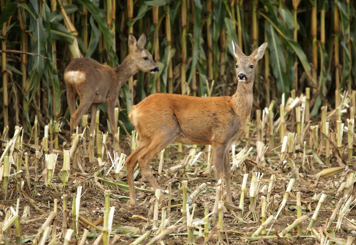 Herbst-Bockjagd: Maisschlag