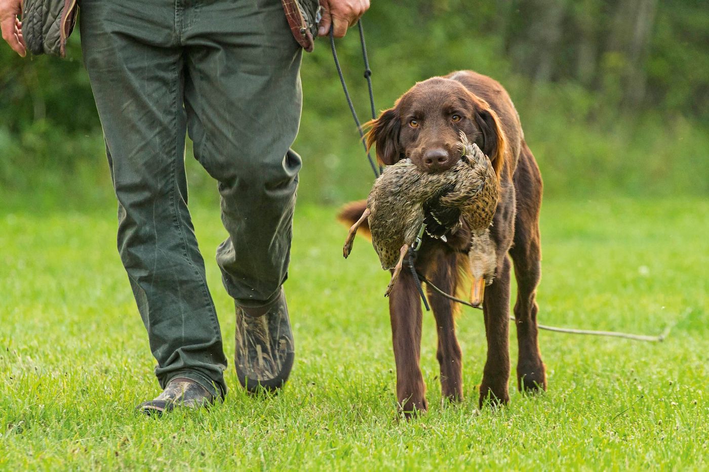 Hund mit Schleppleine beim Apportieren