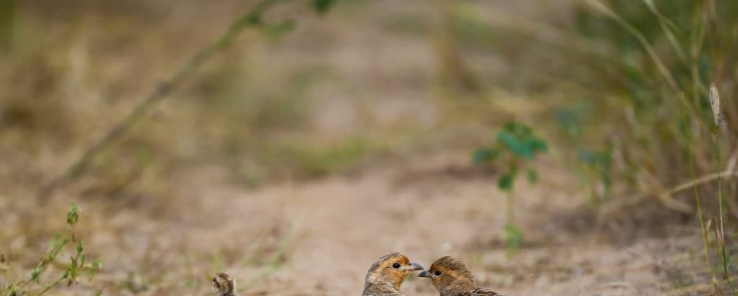 Rebhühner erhalten! So unterstützt die richtige Hege die Feldhühner