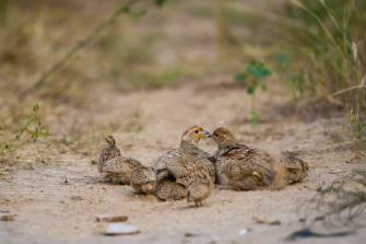 Rebhühner erhalten! So unterstützt die richtige Hege die Feldhühner