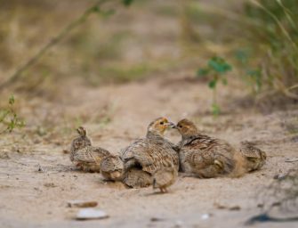 Rebhühner erhalten! So unterstützt die richtige Hege die Feldhühner