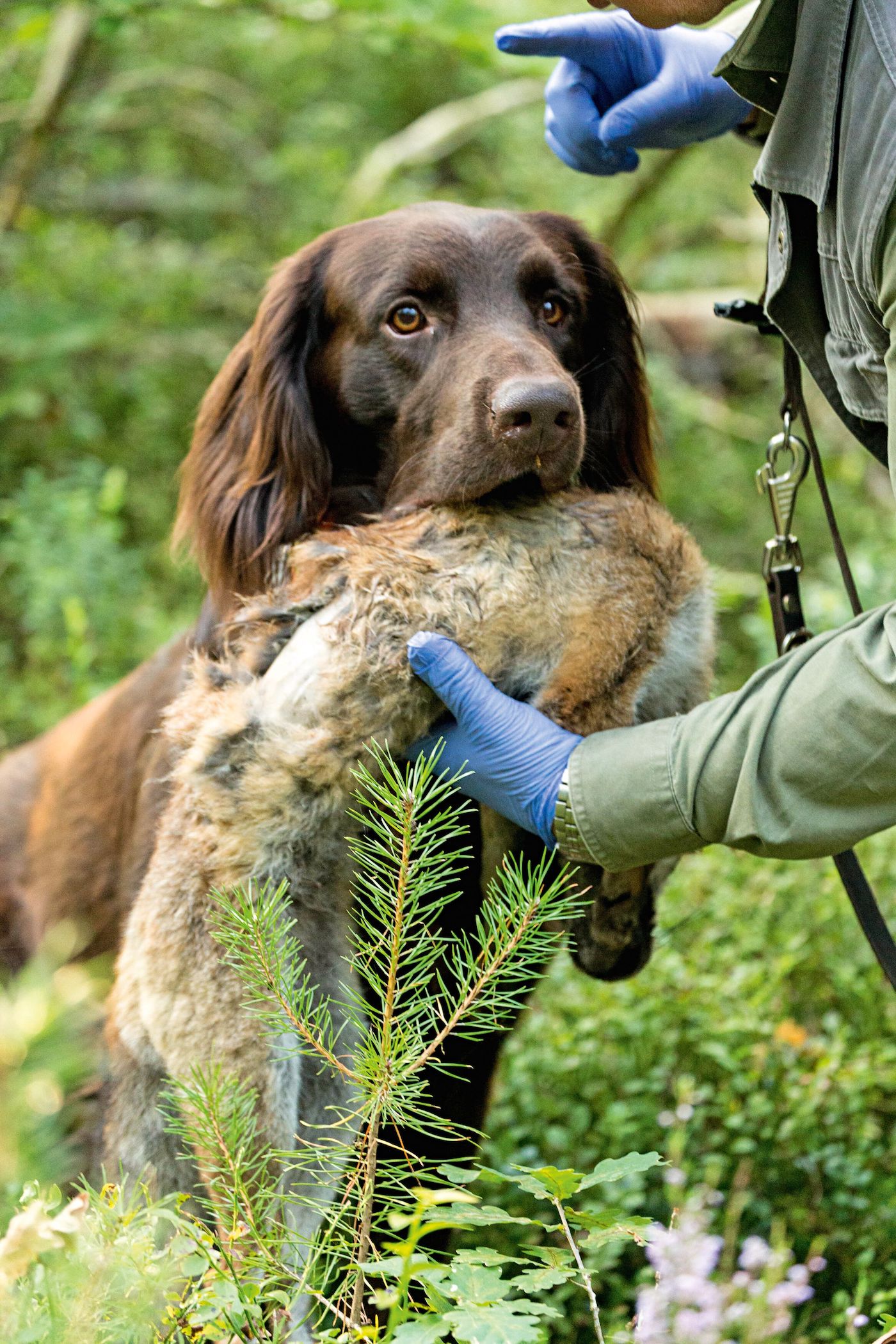 Apportiertraining mit Hund