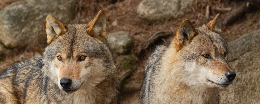 Illegale Wolfsjagd: Wilderei-Prozess endet mit Haftstrafen