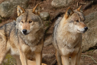 Illegale Wolfsjagd: Wilderei-Prozess endet mit Haftstrafen