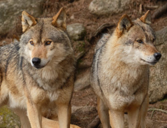 Illegale Wolfsjagd: Wilderei-Prozess endet mit Haftstrafen