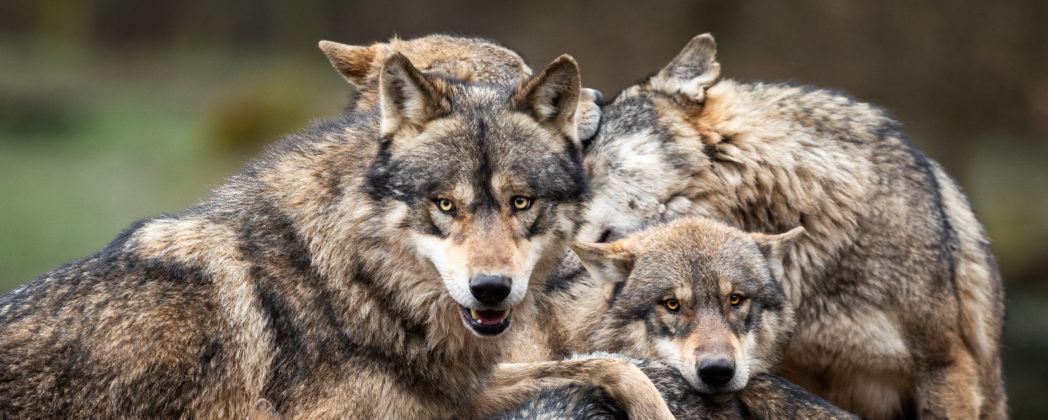Datenschatz: Neuer Bericht bündelt 25 Jahre Wolfsforschung
