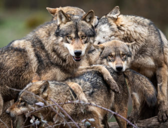 Datenschatz: Neuer Bericht bündelt 25 Jahre Wolfsforschung