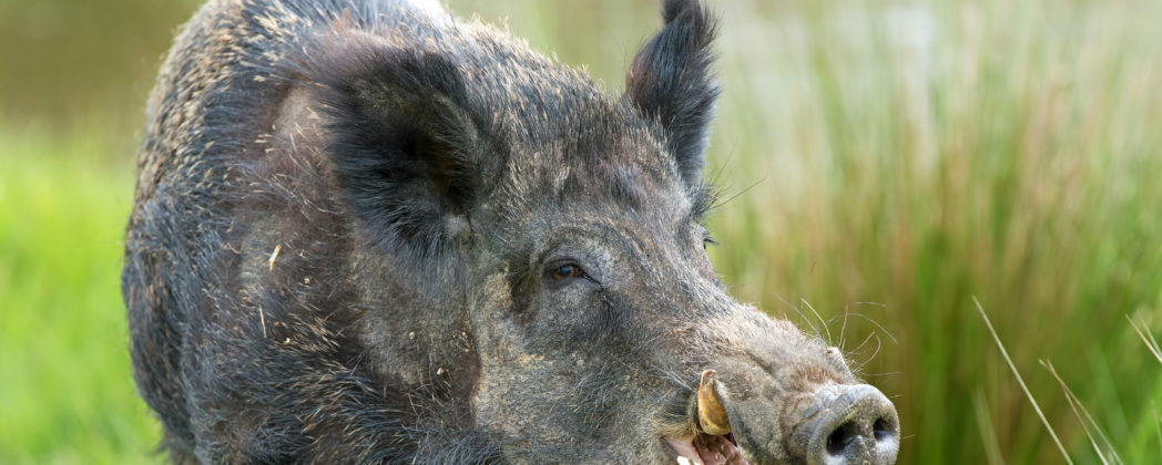 Wildschweinangriff: Video zeigt Angriff auf kleinen Hund