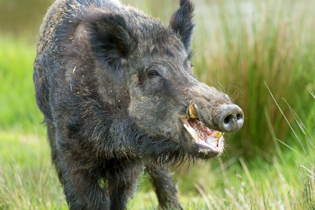 Wild Boar
