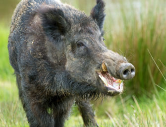 Wildschweinangriff: Video zeigt Angriff auf kleinen Hund