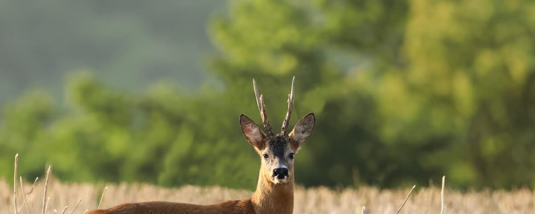 Bockjagd nach der Brunft: So finden Sie alte Böcke im Herbst