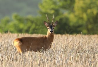 Bockjagd nach der Brunft: So finden Sie alte Böcke im Herbst