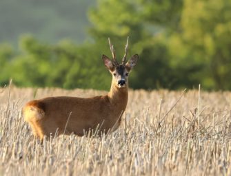 Bockjagd nach der Brunft: So finden Sie alte Böcke im Herbst