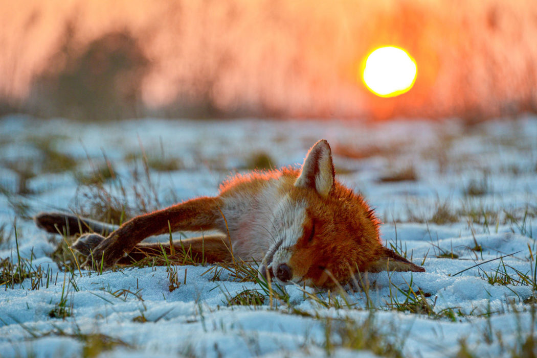 Fuchs liegt im Schnee