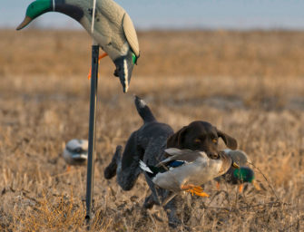 Vom Dummy zur Ente: So gelingt die Wasserarbeit mit dem Jagdhund