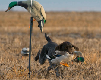 Vom Dummy zur Ente: So gelingt die Wasserarbeit mit dem Jagdhund