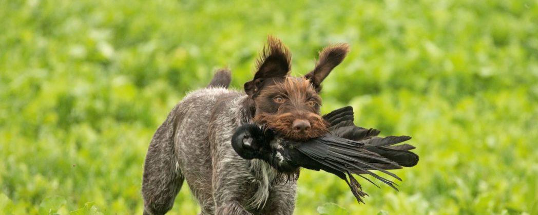 Apportieren trainieren: So Schulen Sie Ihren Hund richtig!