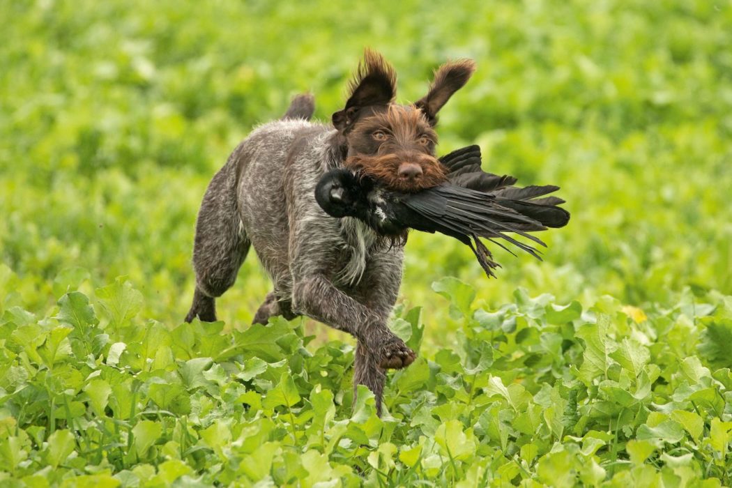 Hund beim Apportiertraining